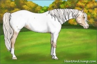 Horse Color:Silver Sable Champagne Splash Appaloosa 