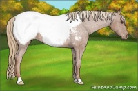 Horse Color:Chestnut Appaloosa