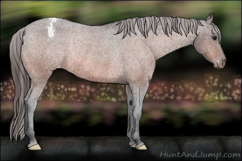 Horse Color:Bay Varnish Rabicano