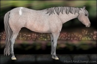 Horse Color:Bay Varnish Rabicano