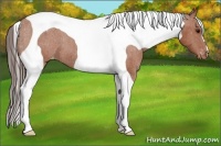 Horse Color:Bay Tobiano Varnish 
