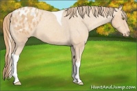 Horse Color:Gold Champagne Tobiano Varnish 