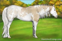 Horse Color:White Spotted Silver Grullo Pearl Sabino Splash Rabicano