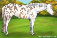 Horse Color:Bay Dun Near Leopard 