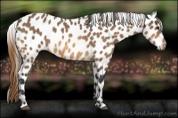 Horse Color:Buckskin Appaloosa 