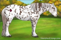 Horse Color:White Spotted Liver Chestnut Sabino Near Leopard