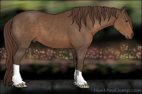 Horse Color:Liver Chestnut 