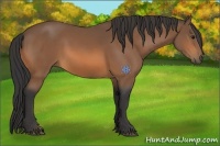 Horse Color:Buckskin Rabicano 