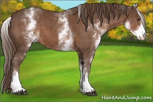 Horse Color:White Spotted Liver Chestnut