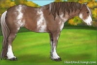 Horse Color:White Spotted Liver Chestnut