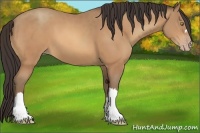 Horse Color:Amber Champagne 