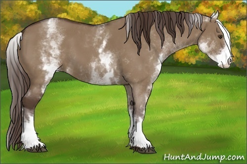 Horse Color:White Spotted Liver Red Dun 
