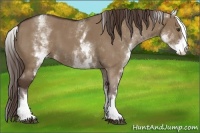 Horse Color:White Spotted Liver Red Dun