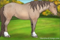 Horse Color:Amber Champagne Appaloosa 