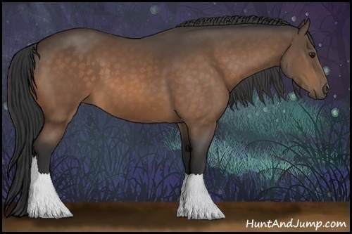 Horse Color:Buckskin 