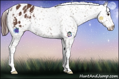 Horse Color:Bay Appaloosa Rabicano