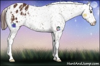 Horse Color:Bay Appaloosa Rabicano