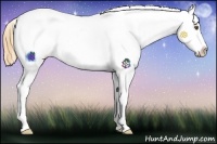 Horse Color:Buckskin Splash Appaloosa 