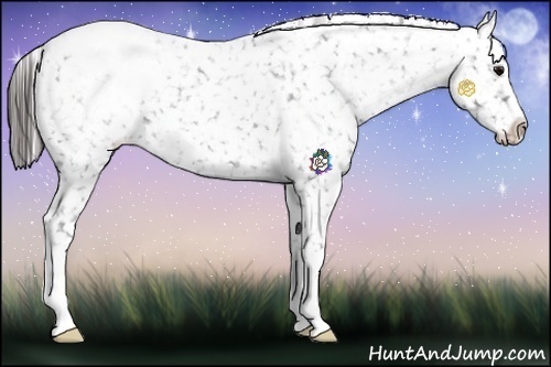 Horse Color:Blue Roan Appaloosa