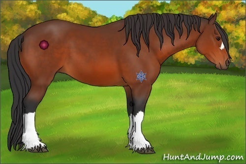 Horse Color:Bay 