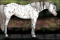Horse Color:Buckskin Near Leopard