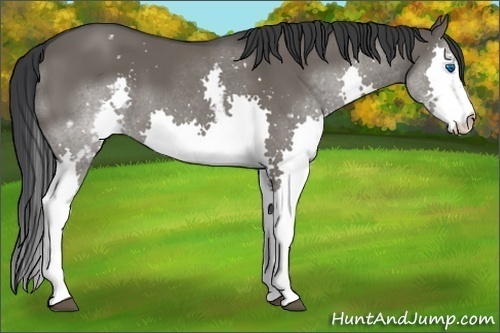 Horse Color:White Spotted Grullo Splash