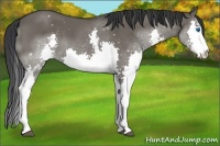 Horse Color:White Spotted Grullo Splash 