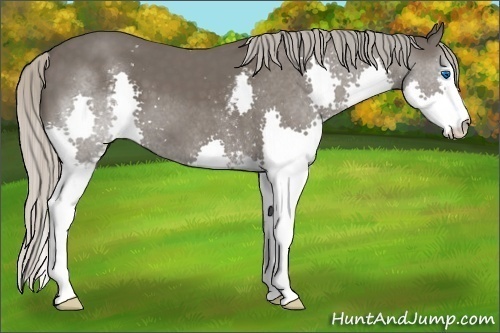 Horse Color:White Spotted Silver Black Splash