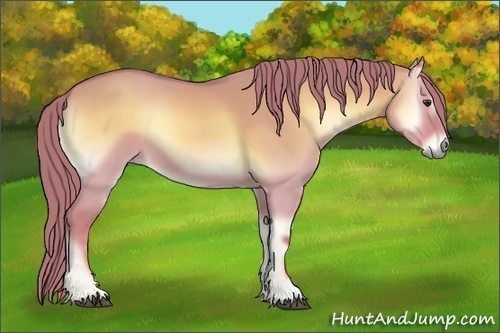 Horse Color:Watercolor Red Dun Onyx