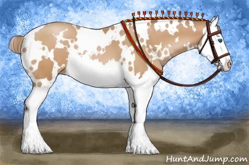 Horse Color:White Spotted Bay Pearl Splash 