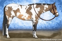 Horse Color:White Spotted Buckskin