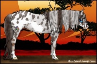Horse Color:Liver Red Roan Frame Appaloosa