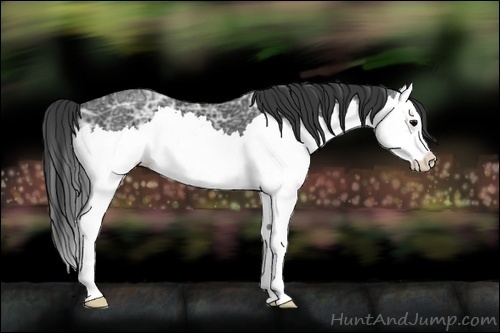 Horse Color:Black Ice Sabino Splash