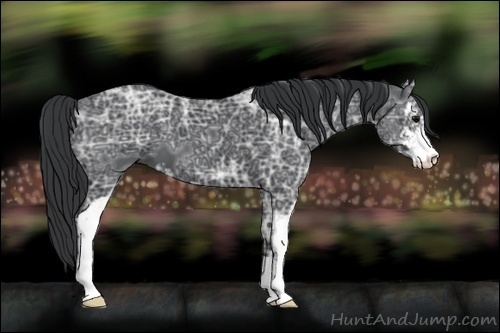 Horse Color:Black Ice Sabino