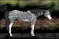 Horse Color:Black Ice Sabino