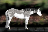 Horse Color:Grullo Ice Sabino Splash