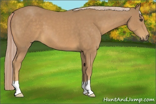 Horse Color:Palomino