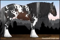 Horse Color:White Spotted Brown 