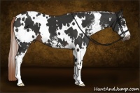 Horse Color:White Spotted Liver Chestnut Sabino 