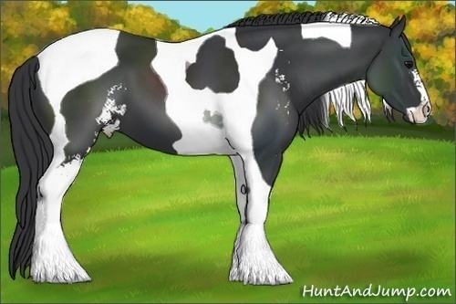 Horse Color:Black Sabino Tobiano 