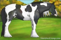 Horse Color:Black Sabino Tobiano 