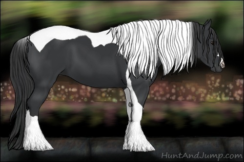 Horse Color:Black Tobiano 