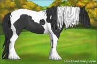 Horse Color:Black Tobiano 