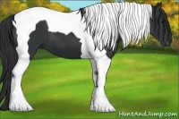 Horse Color:Black Tobiano 