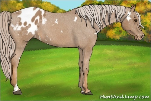 Horse Color:White Spotted Palomino Varnish 