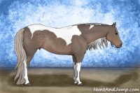Horse Color:Silver Black Sabino Tobiano Rabicano