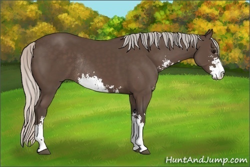 Horse Color:Silver Black Sabino Rabicano 