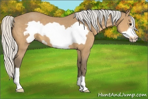 Horse Color:Silver Buckskin Frame 