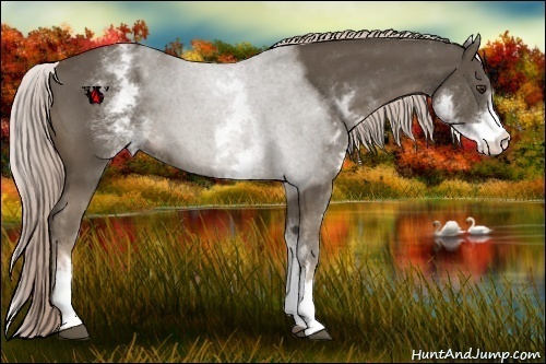 Horse Color:White Spotted Chocolate Palomino 