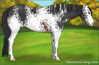 Horse Color:White Spotted Brown 